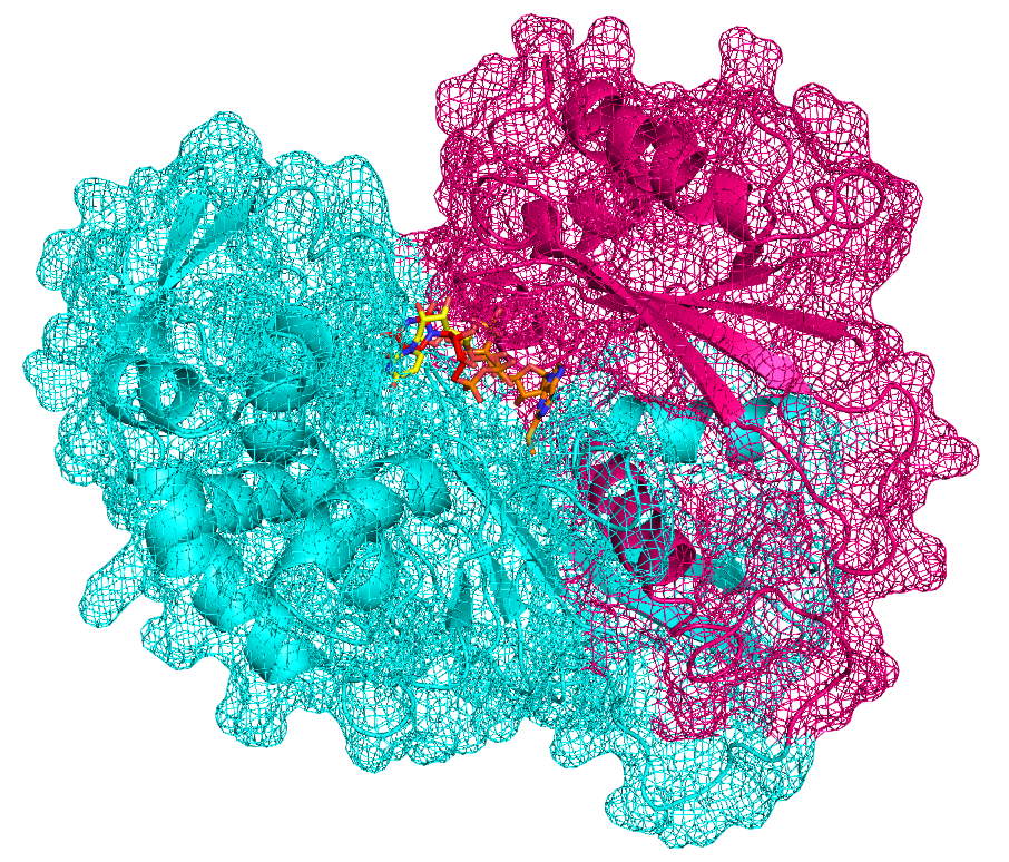 Ligand bound between two protein surfaces